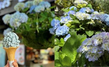 2026繡球花季登場！全台繡球花海大公開，唯美又浪漫