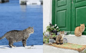 全球5大貓咪景點推薦｜貓奴必訪！數量多、不怕人，想吸貓就來這裡