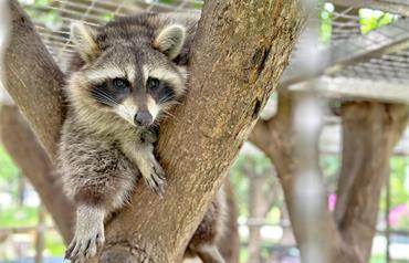 蘇家莊園：桃園最新親子景點～超萌水豚君、笑笑羊陪你玩，猶如小型動物園