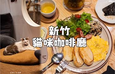 隱身新竹巷弄裡的貓屋，招財咖啡滿足吸貓控，還有療癒水豚君駐場