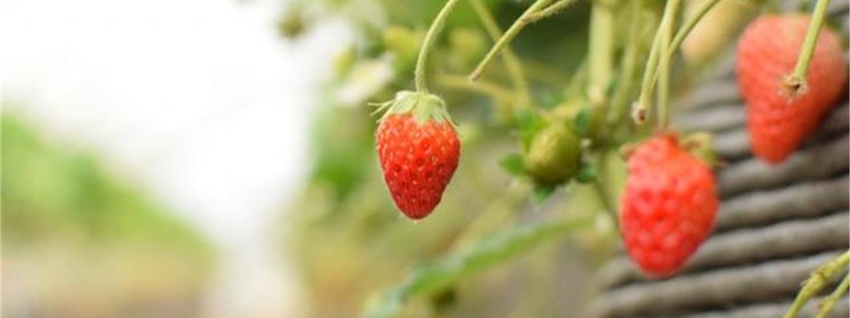 草莓季登場