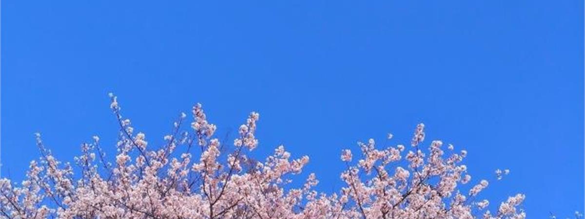 全台賞櫻熱點