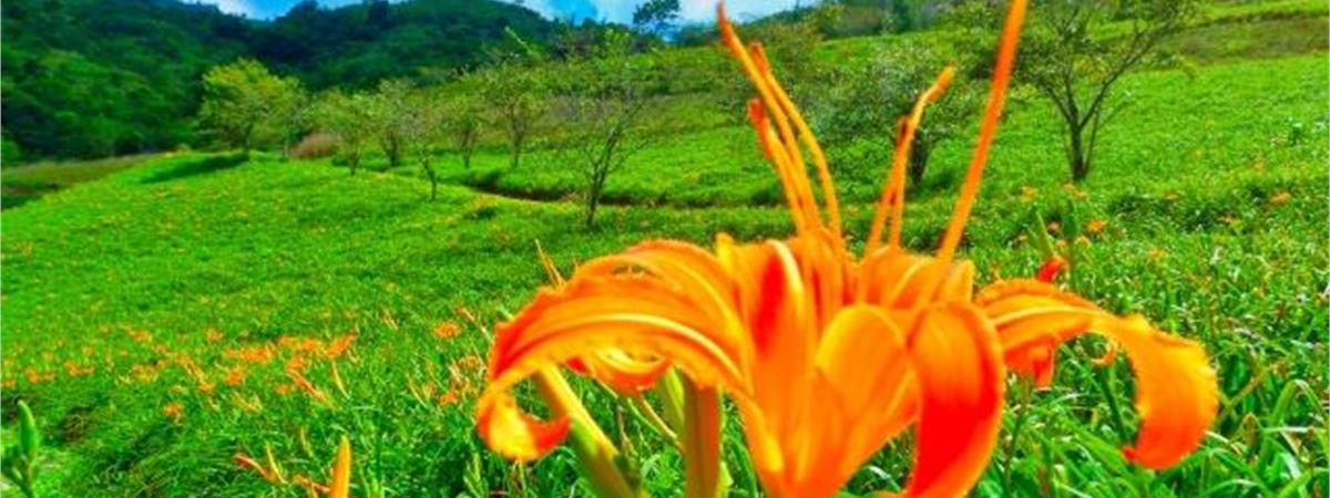 花蓮金針花