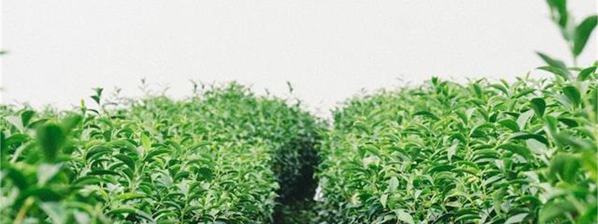南投茶園