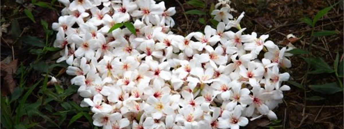 全台桐花秘境