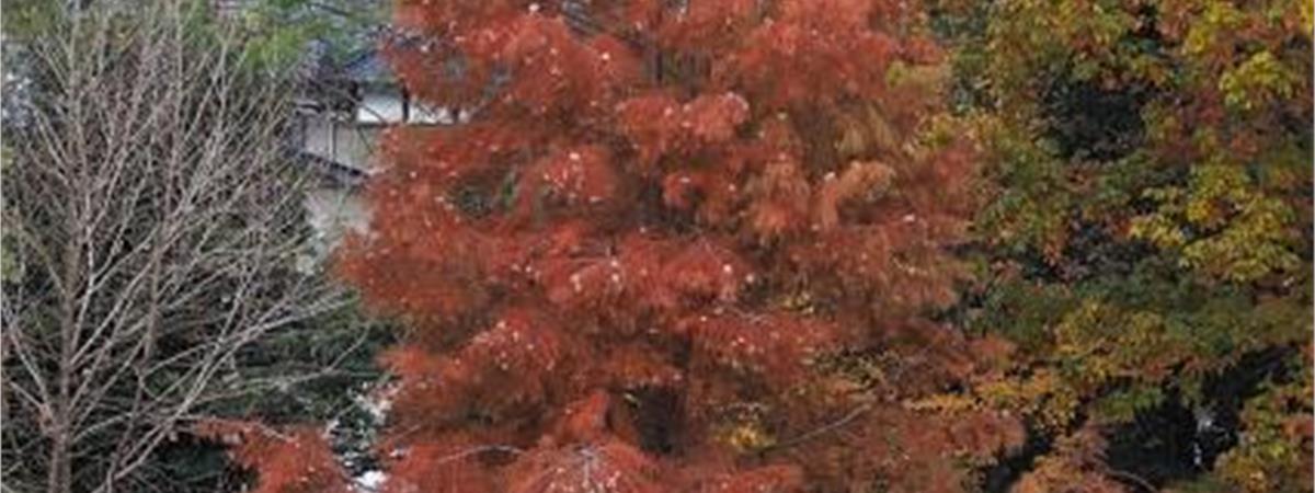 花蓮吉安夢幻景點