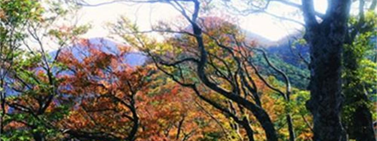 6條賞山毛櫸、楓葉步道