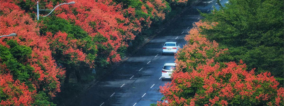 全台欒樹景點