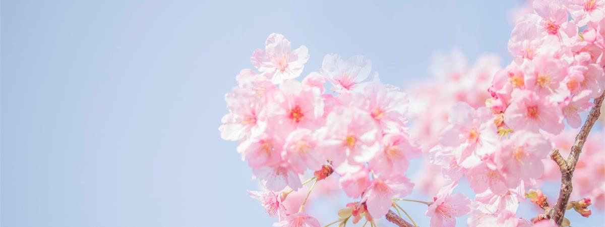 拉拉山櫻花季住宿