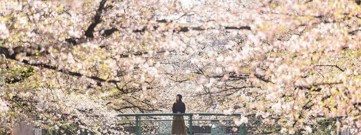 一期一會 ● 花見日韓