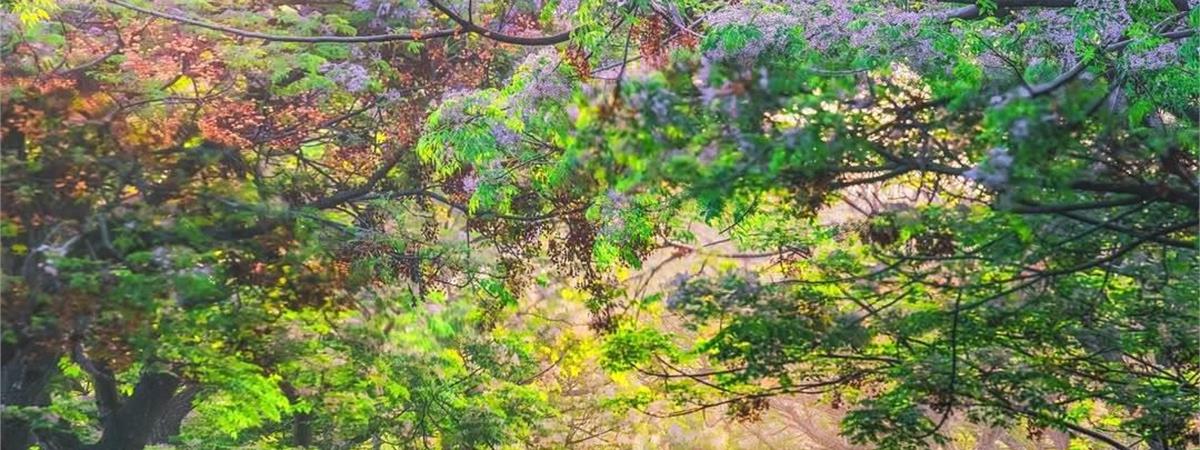 樂遊嘉義 ● 食在圓滿