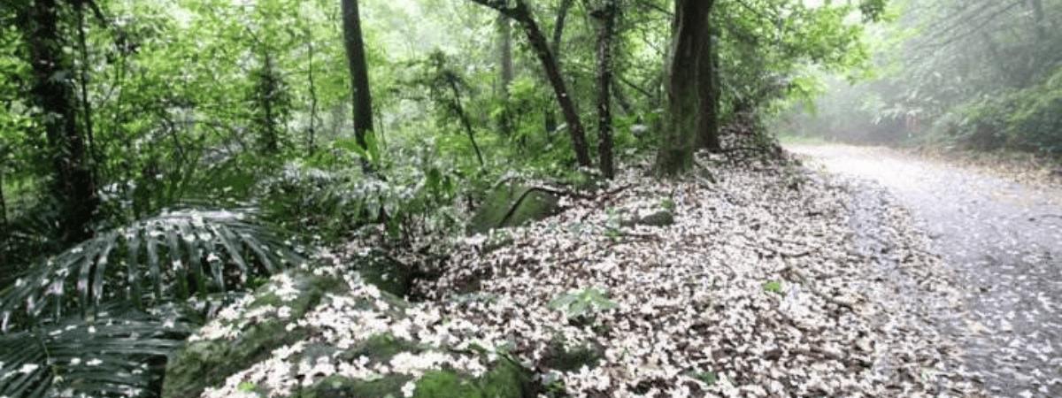 桐花螢光 ● 漫遊苗栗